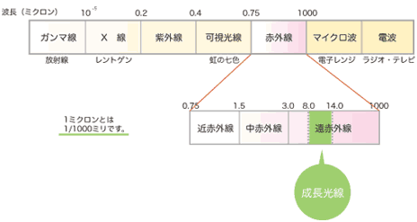 スマーティ正売販売店